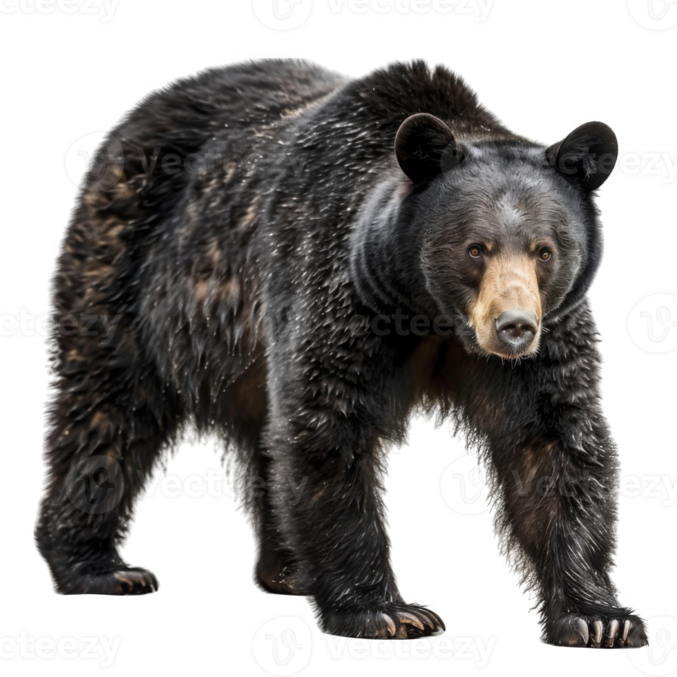 A Black Bear Standing with a Focused Gaze png