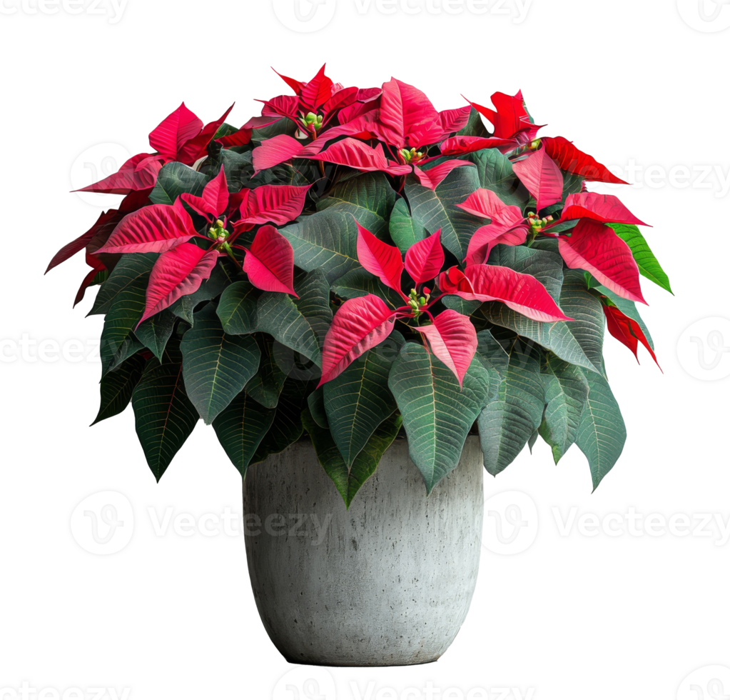 Vibrant red poinsettia plant in a modern concrete pot against a neutral background png
