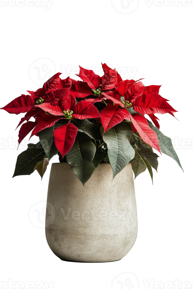 Bright red poinsettias in a modern pot adding festive cheer to a minimalist indoor space png