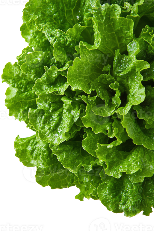 Fresh green lettuce with crisp, curly leaves perfect for salads and garnishes in the kitchen png