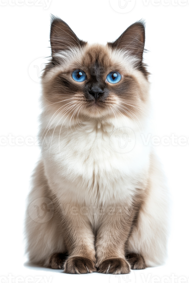 A fluffy cat with striking blue eyes sits gracefully against a plain background in soft lighting png