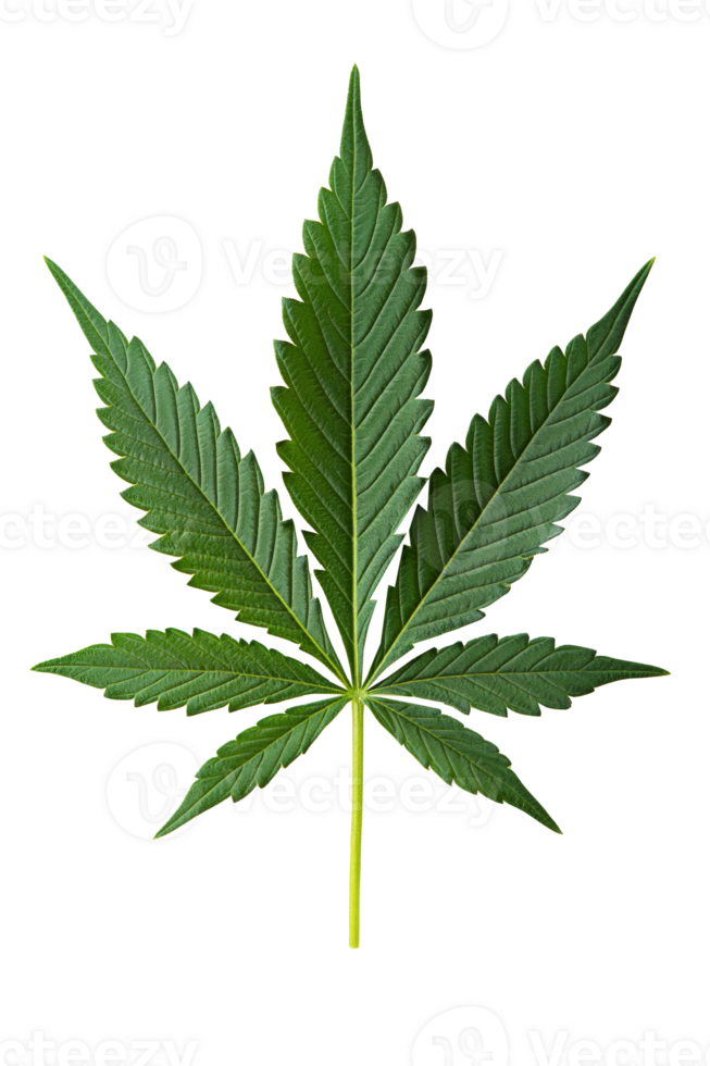 A close-up view of a green cannabis leaf arranged on a plain surface png