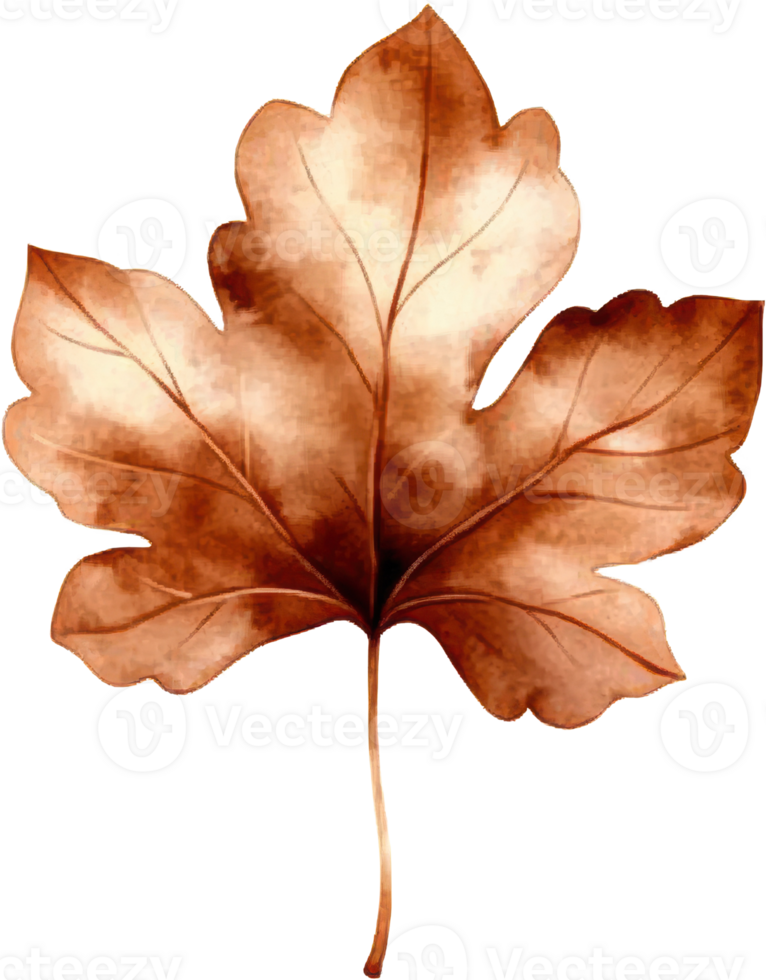 Single Autumn Leaf Watercolor Illustration Fall Foliage Nature Design Element png