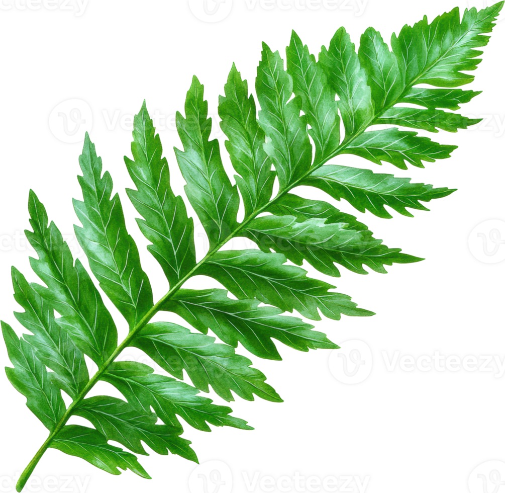 Lush green fern leaf isolated transparent background botanical illustration png