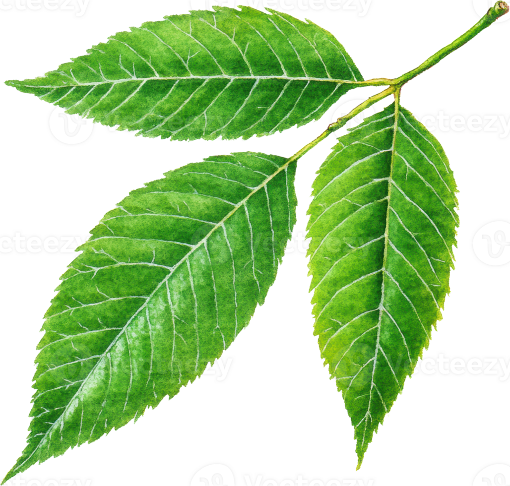 Green leaves branch isolated transparent background nature spring foliage botany png