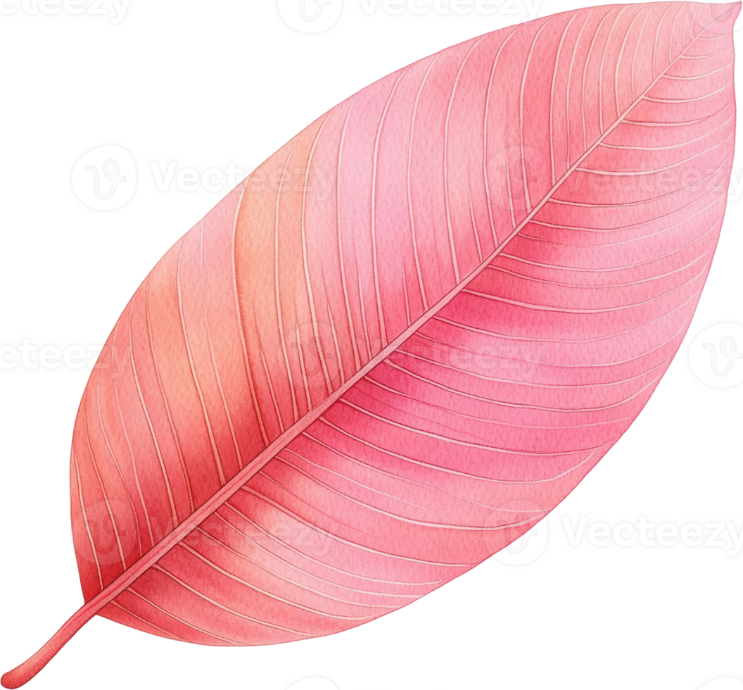 Pink Leaf Illustration Botanical Art Nature Design Element png