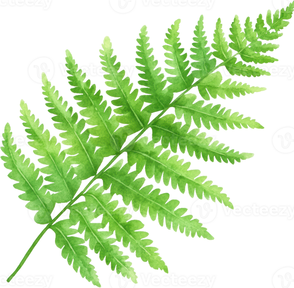 Green fern leaf branch isolated transparent background png