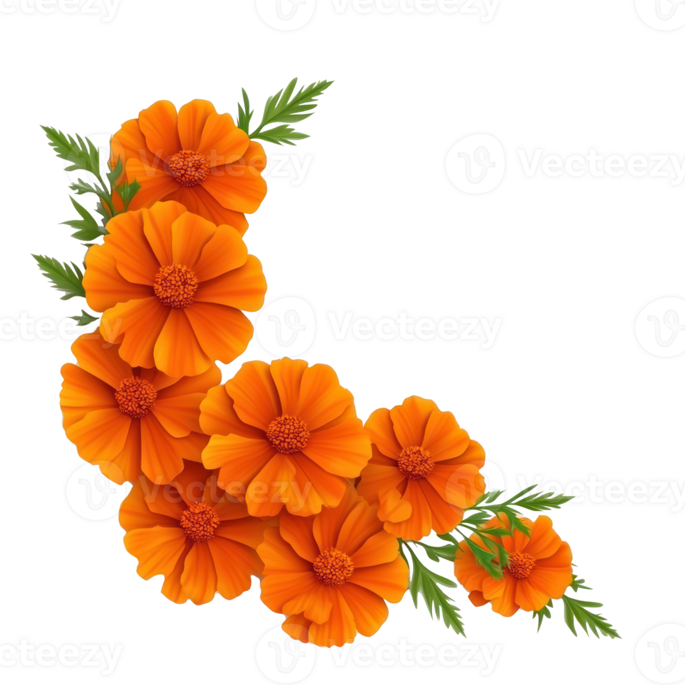 orange flowers on a white background png