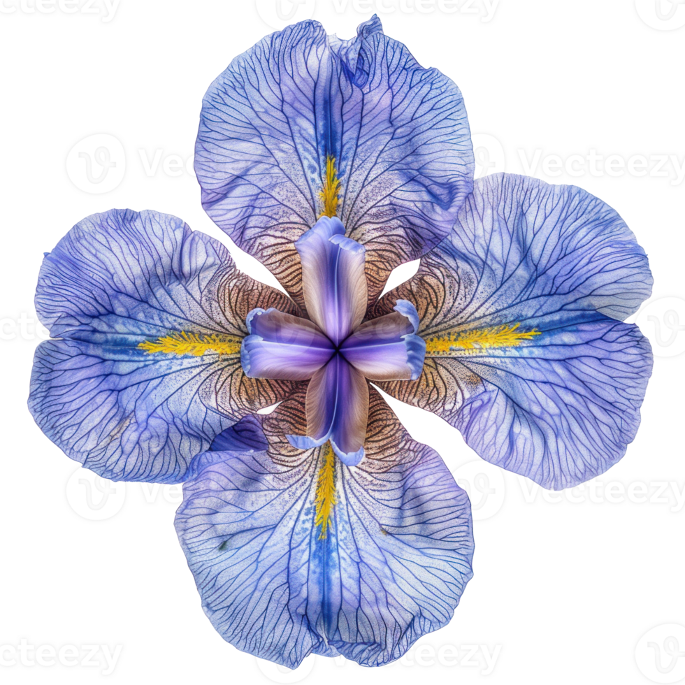 Iris flower top view full length isolate on transparency background png