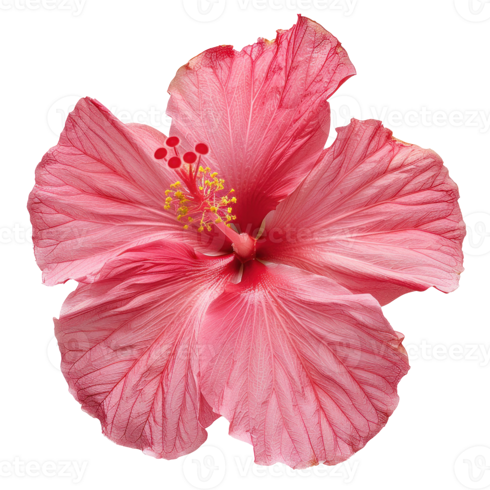 Hibiscus flower top view full length isolate on transparency background png