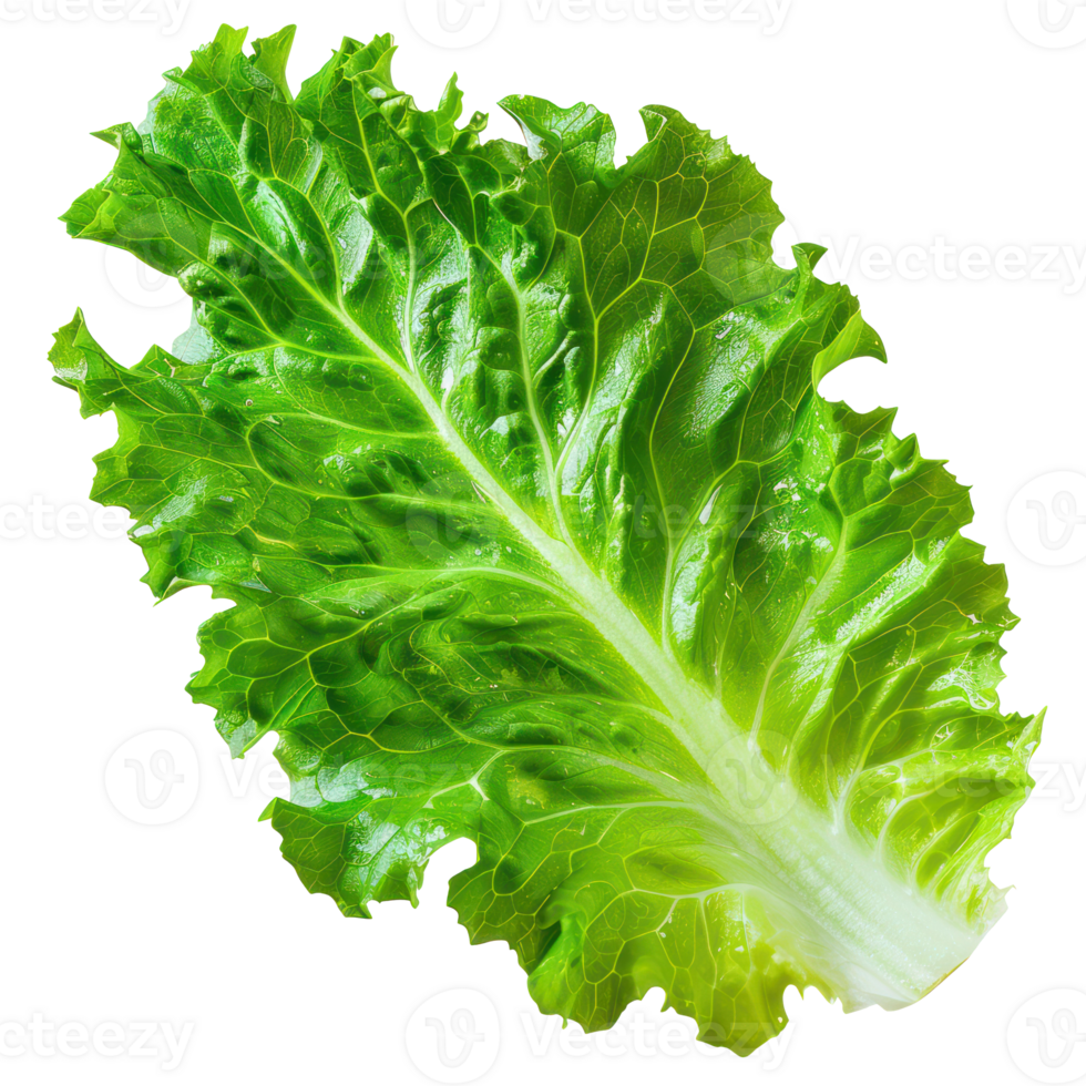 floated Fresh salad green lettuce leaf isolate on transparency background png
