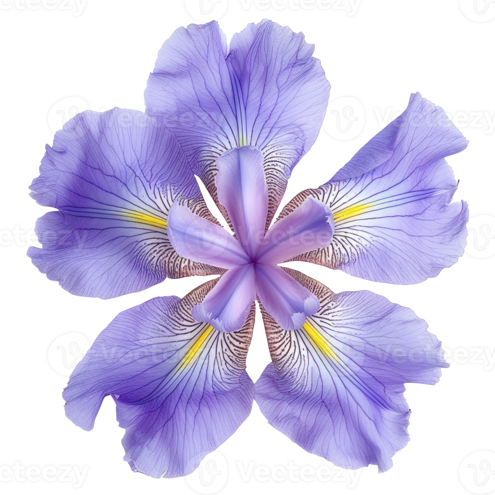 Iris flower isolate on transparency background png