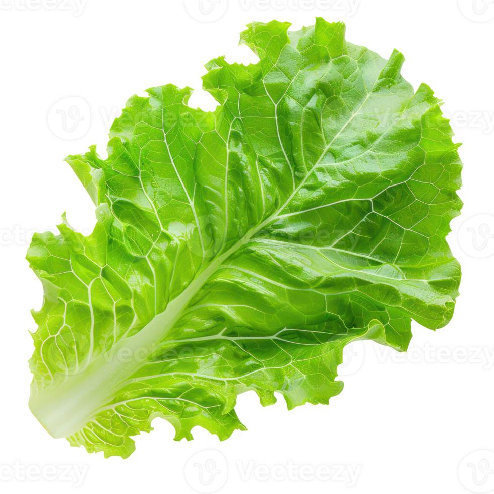floated Fresh salad green lettuce leaf isolate on transparency background png