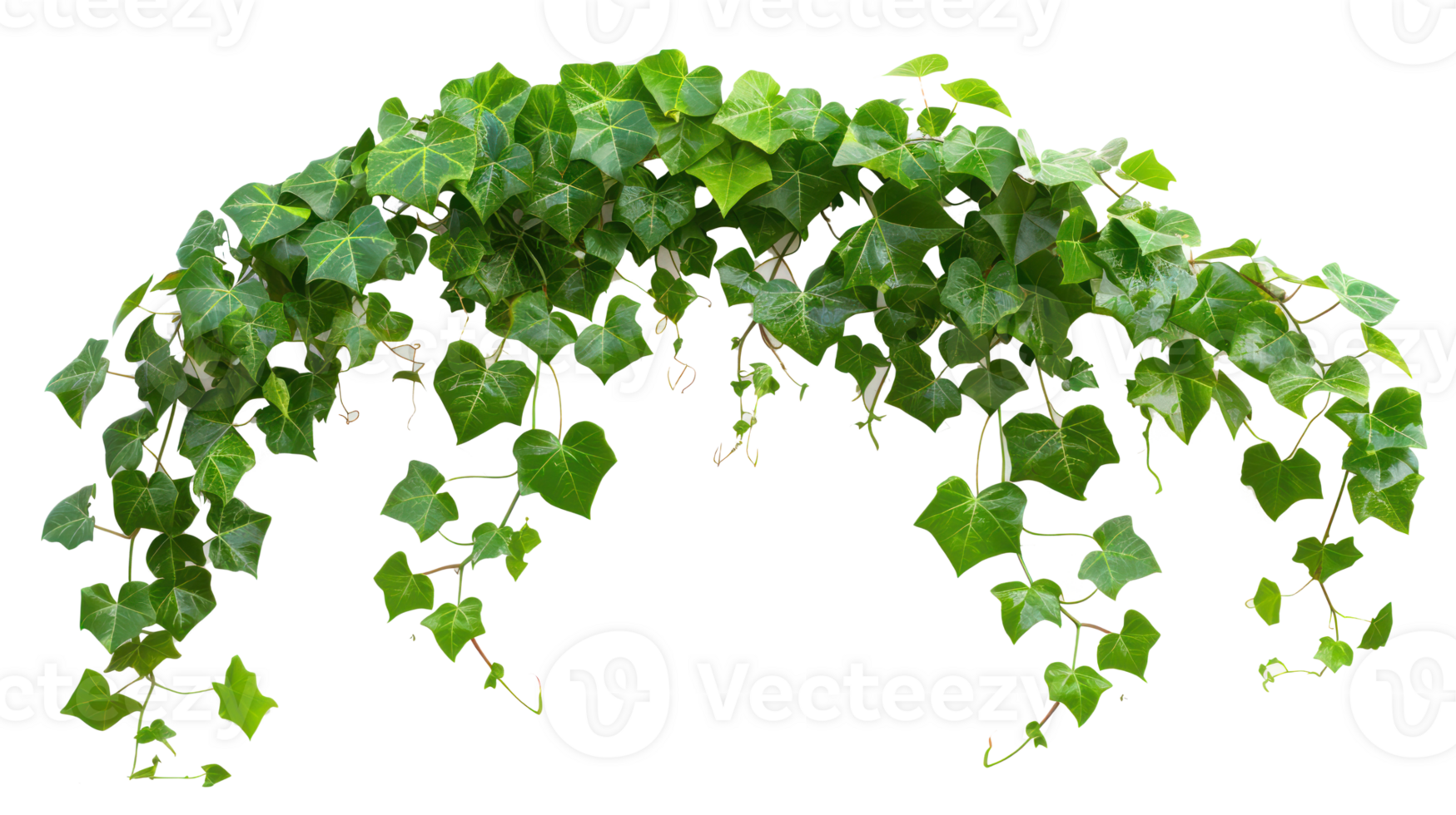 liana ivy plant bush vine isolate on transparency background png