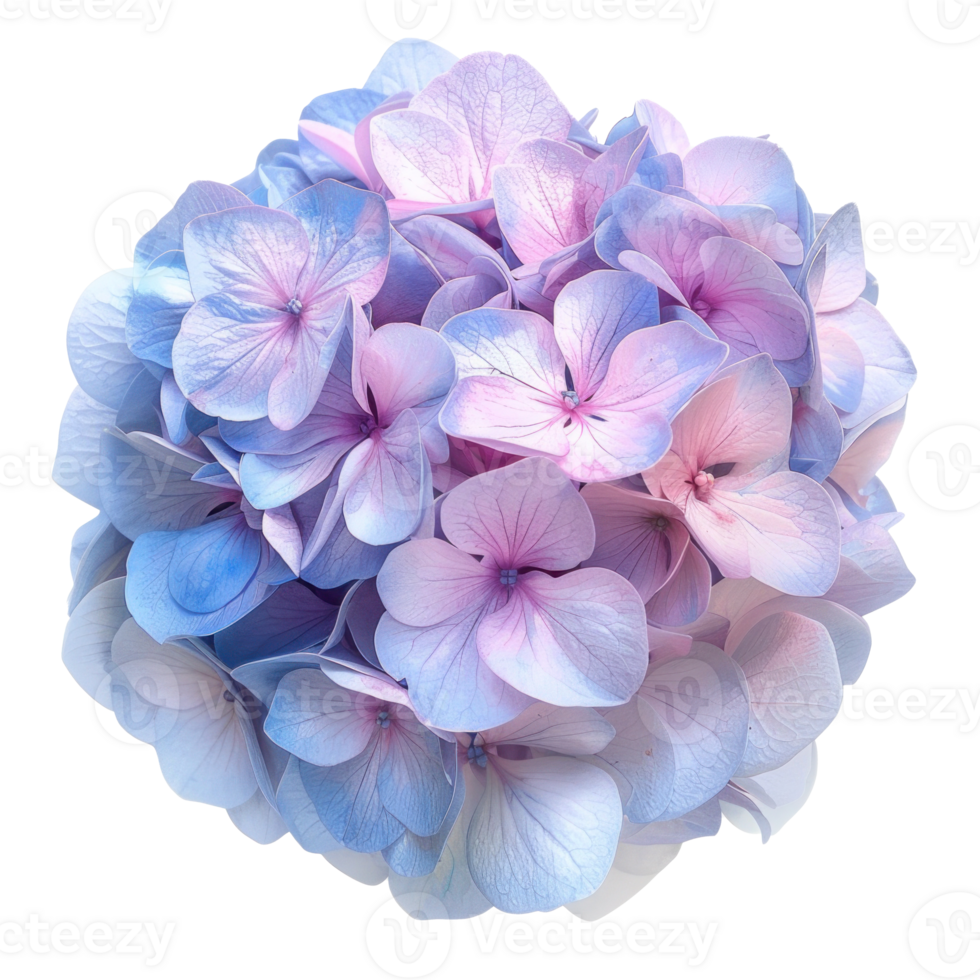 Hydrangea flower top view full length isolate on transparency background png
