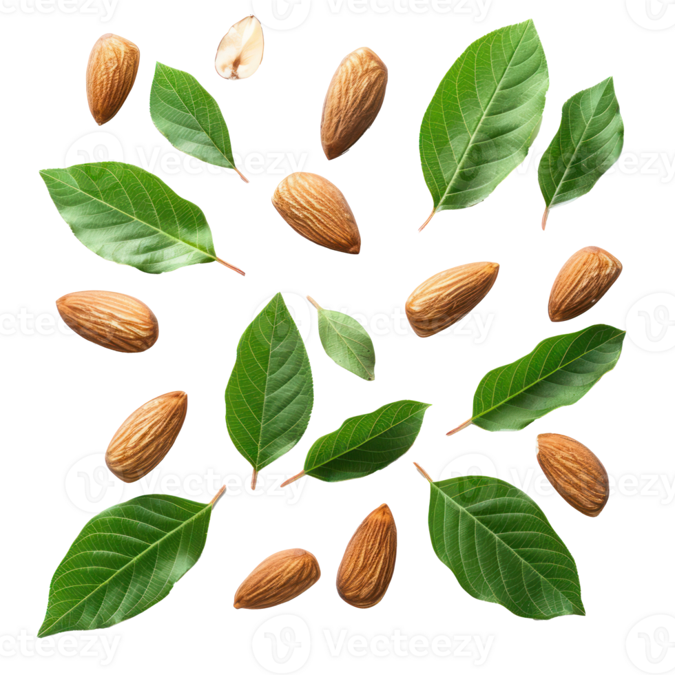 almond and leave closeup top view isolate on transparency background png