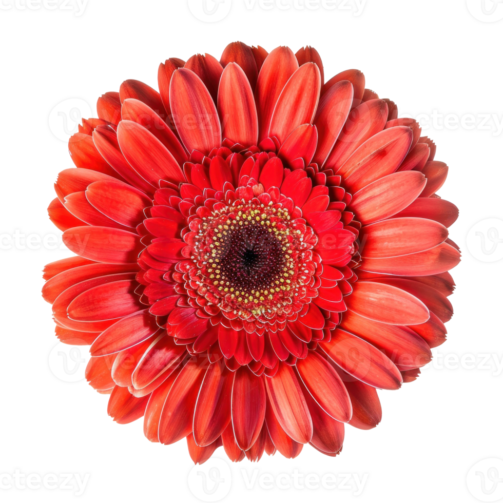 Gerbera Daisy flower top view full length isolate on transparency background png
