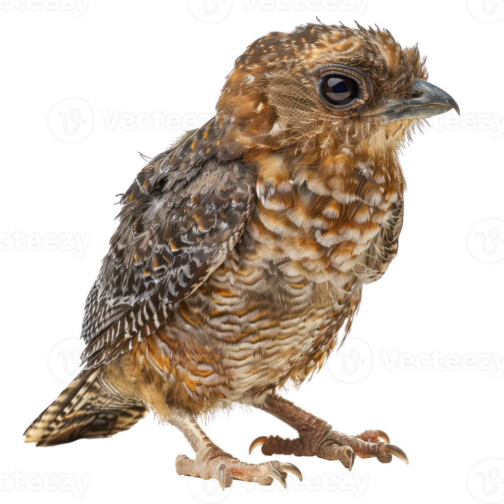 Oilbird front view full body isolate on transparency background png