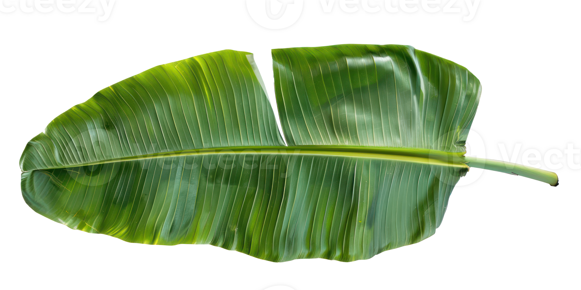 a large banana leave isolate on transparency background png