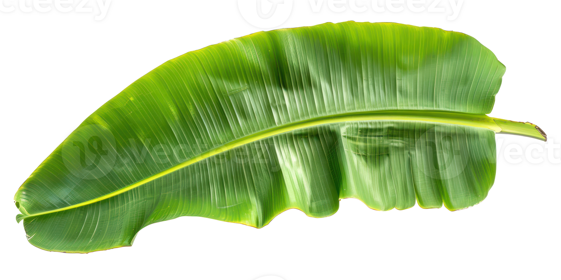 a large banana leave isolate on transparency background png