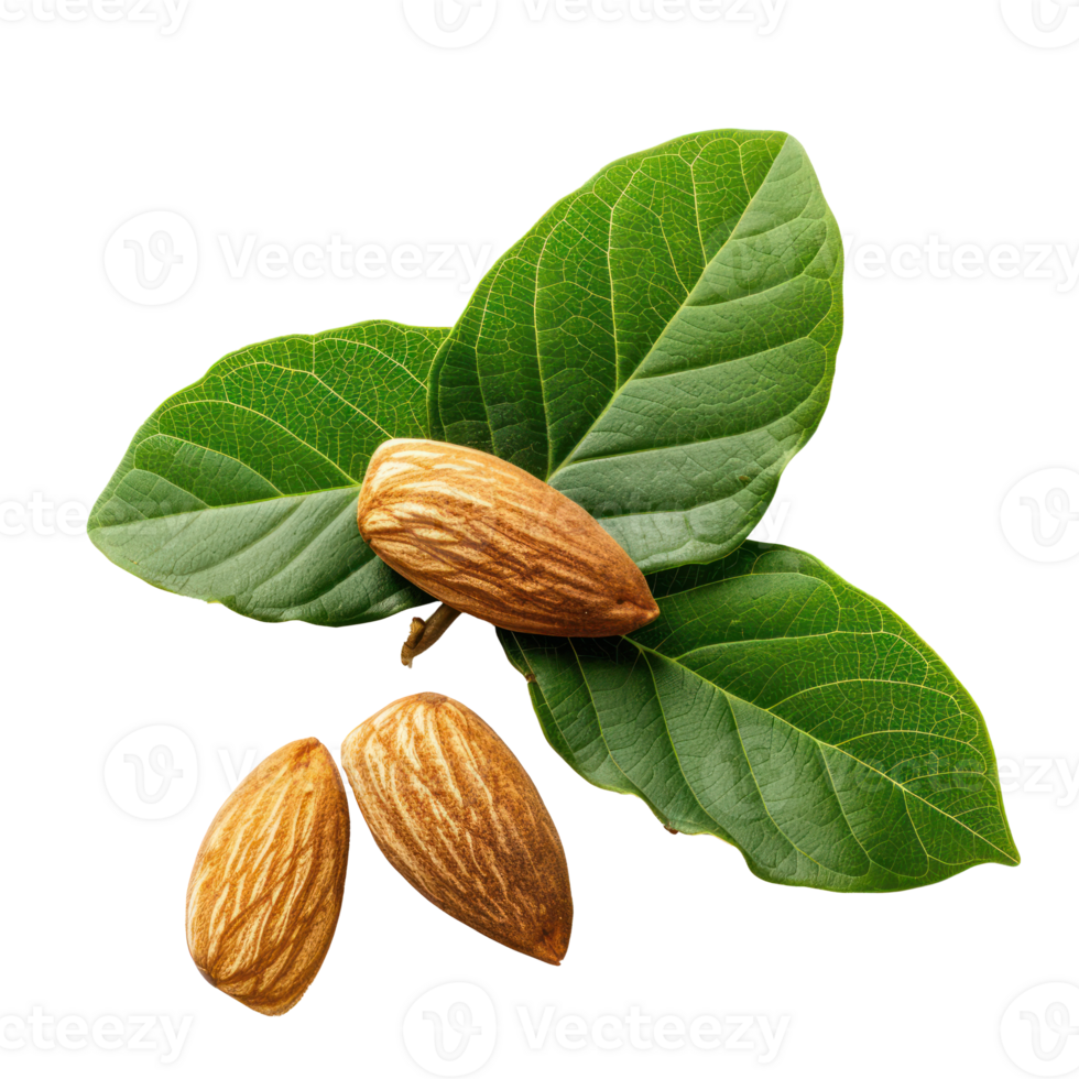 almond and leave closeup isolate on transparency background png