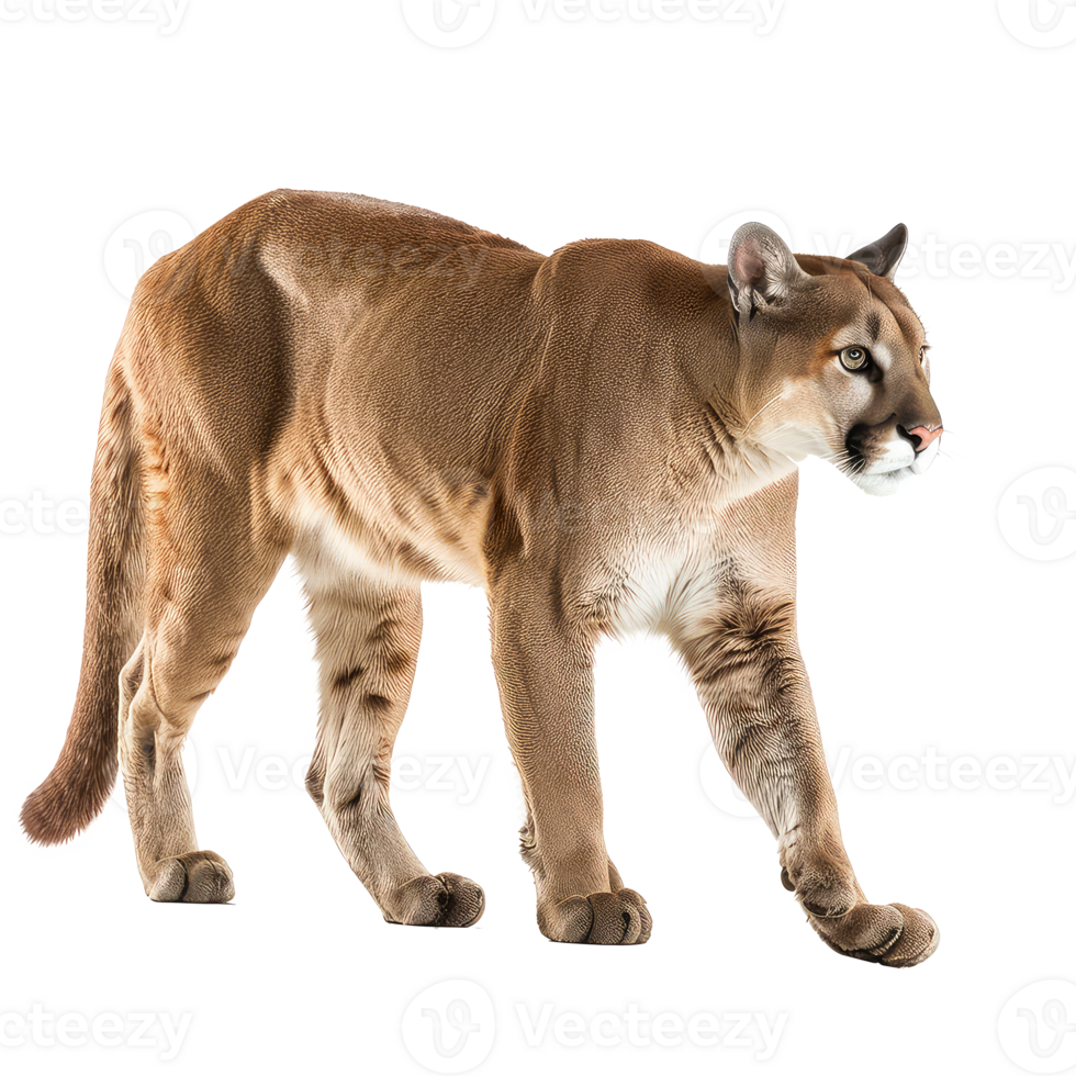 Puma full body isolate on transparency background png