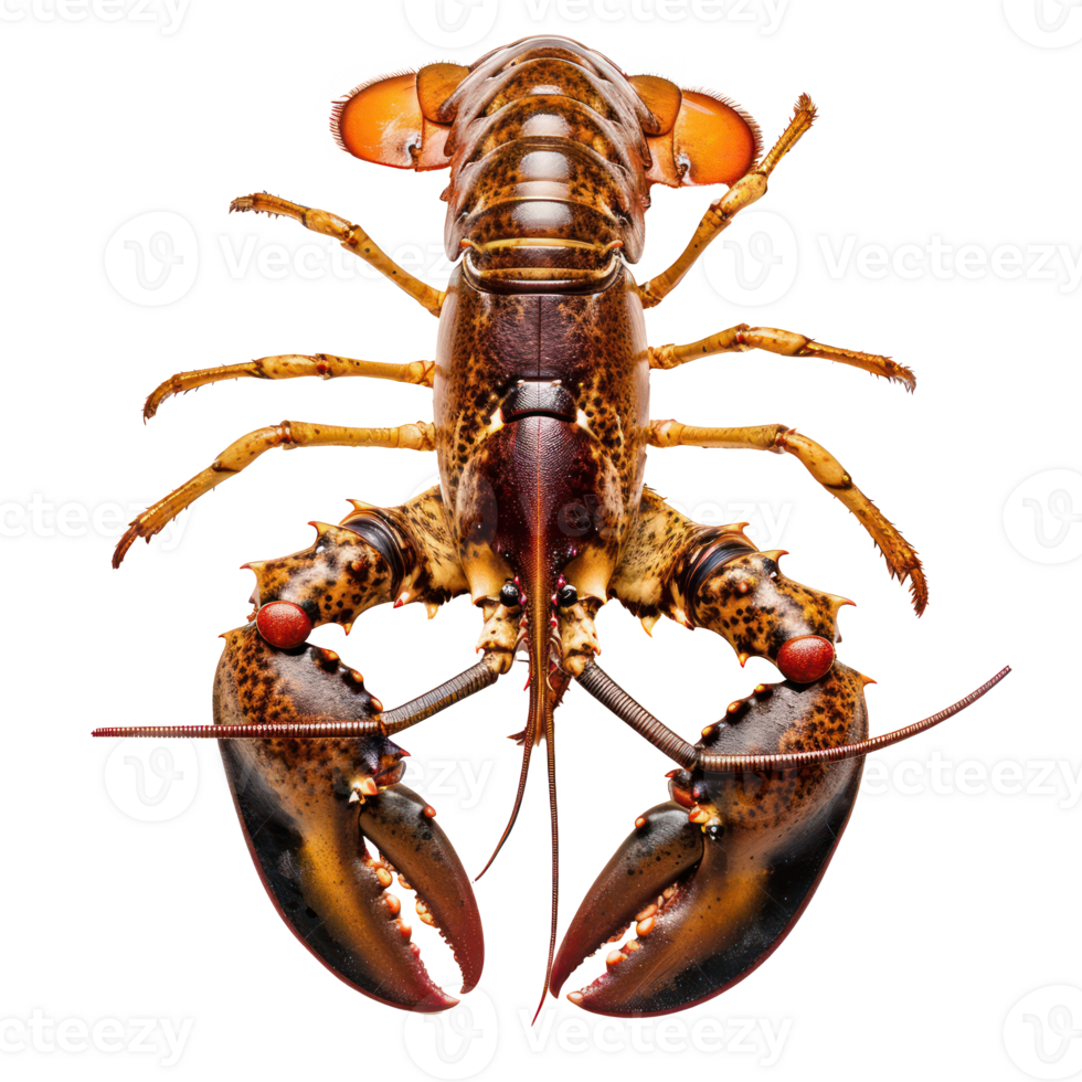 Lobster front view full body isolate on transparency background png