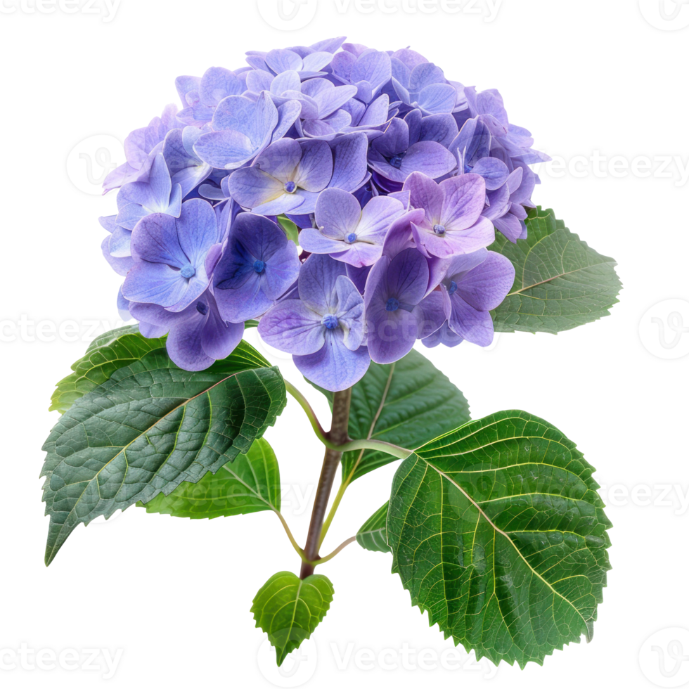 Hydrangea flower isolate on transparency background png