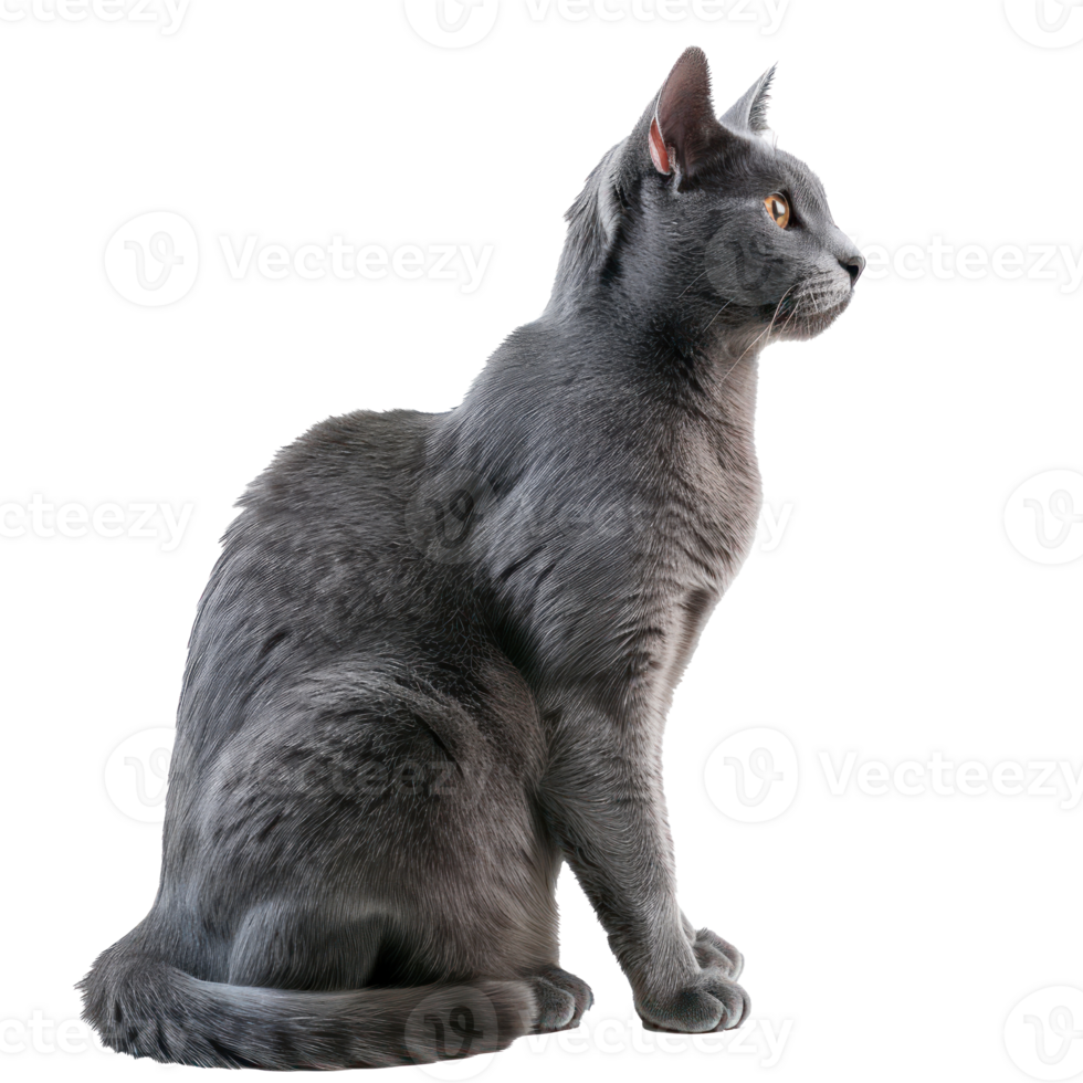 Russian Blues cat side view full body isolate on transparency background png