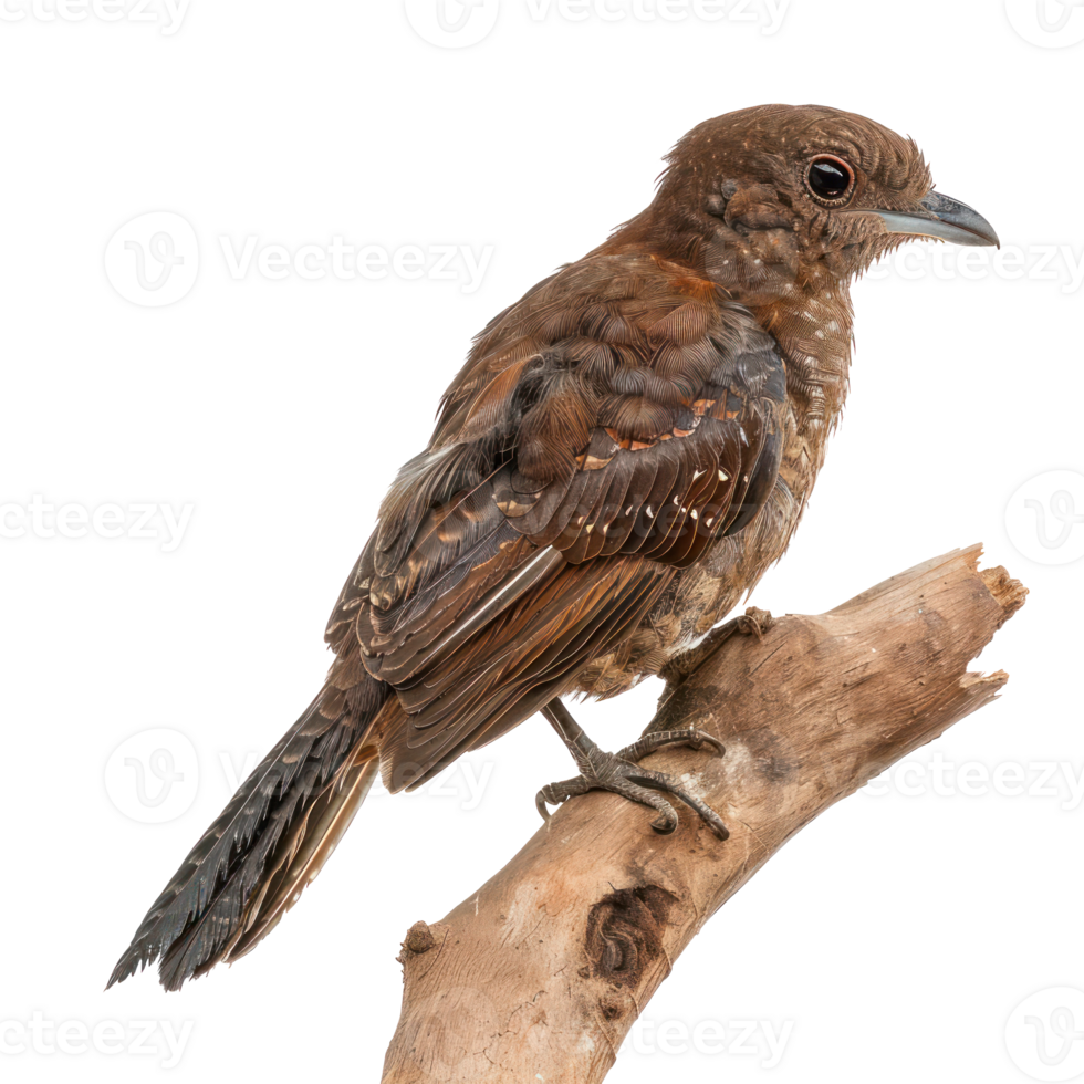 Oilbird side view full body isolate on transparency background png