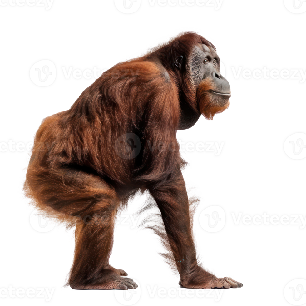 Orangutan side view full body isolate on transparency background png