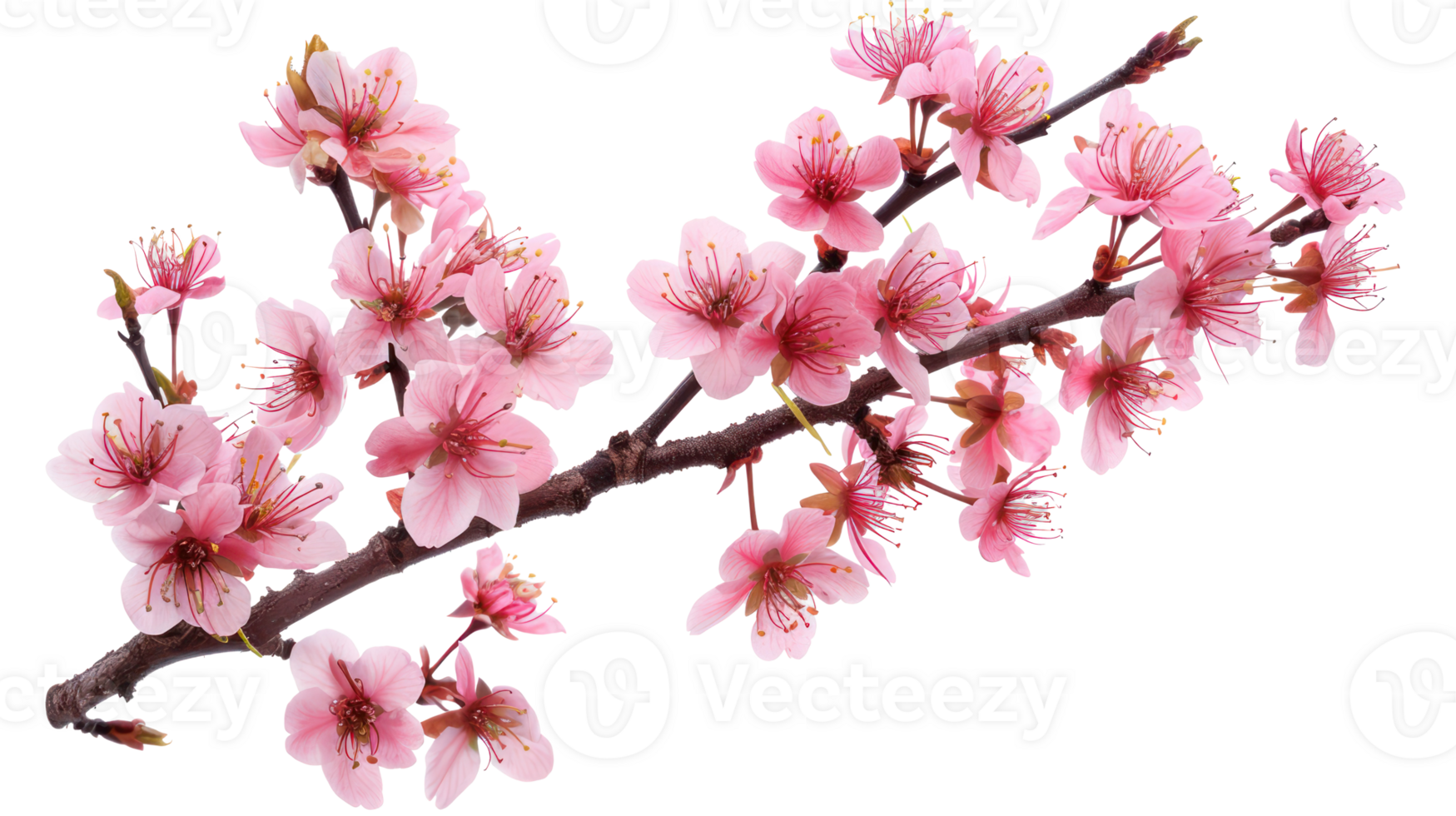 Cherry blossom branch flower isolate on transparency background png