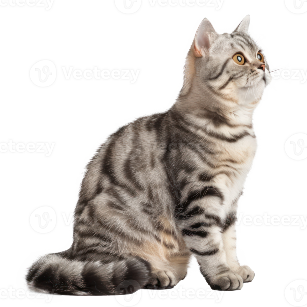 American Shorthairs cat pet full body isolate on transparency background png