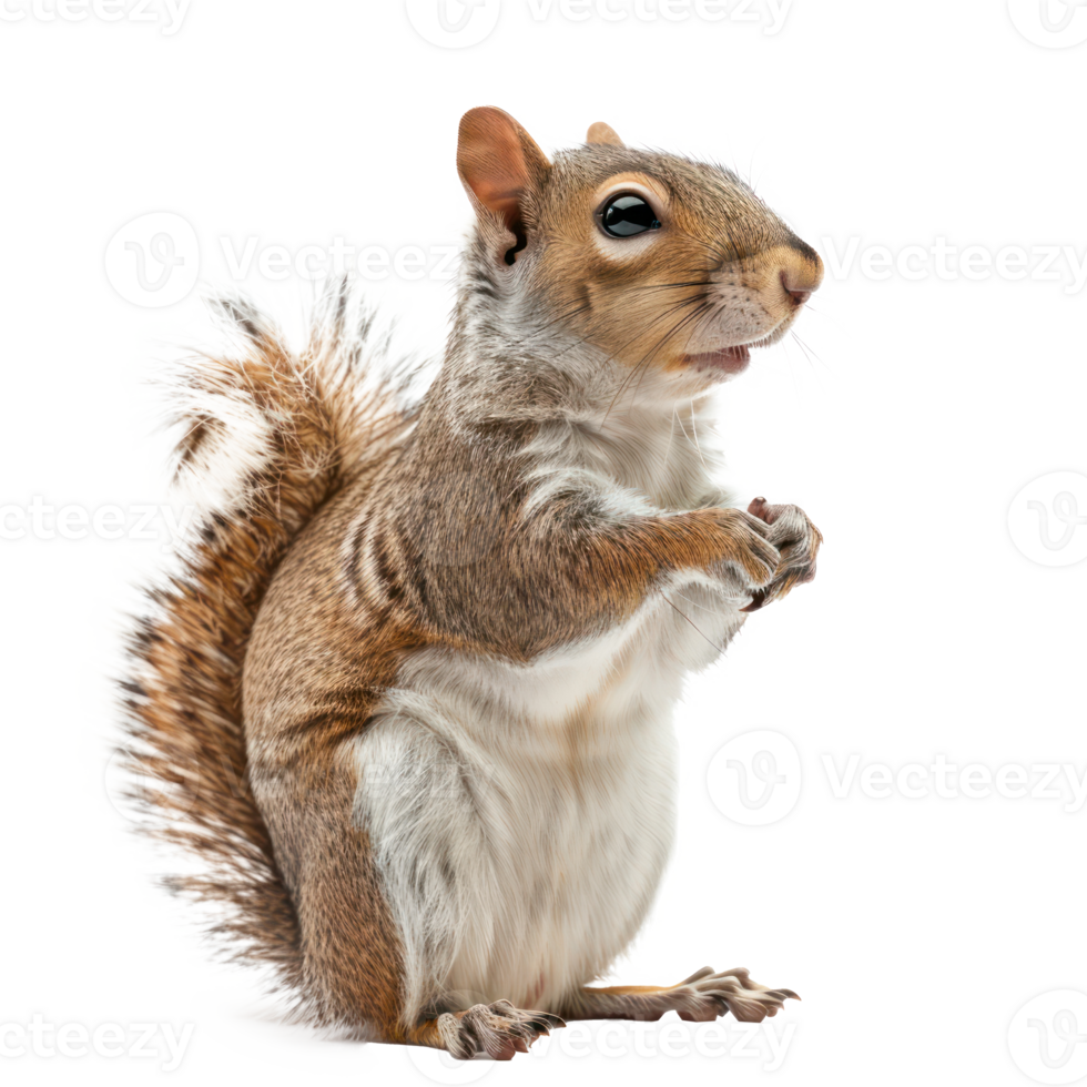 Squirrel full body isolate on transparency background png