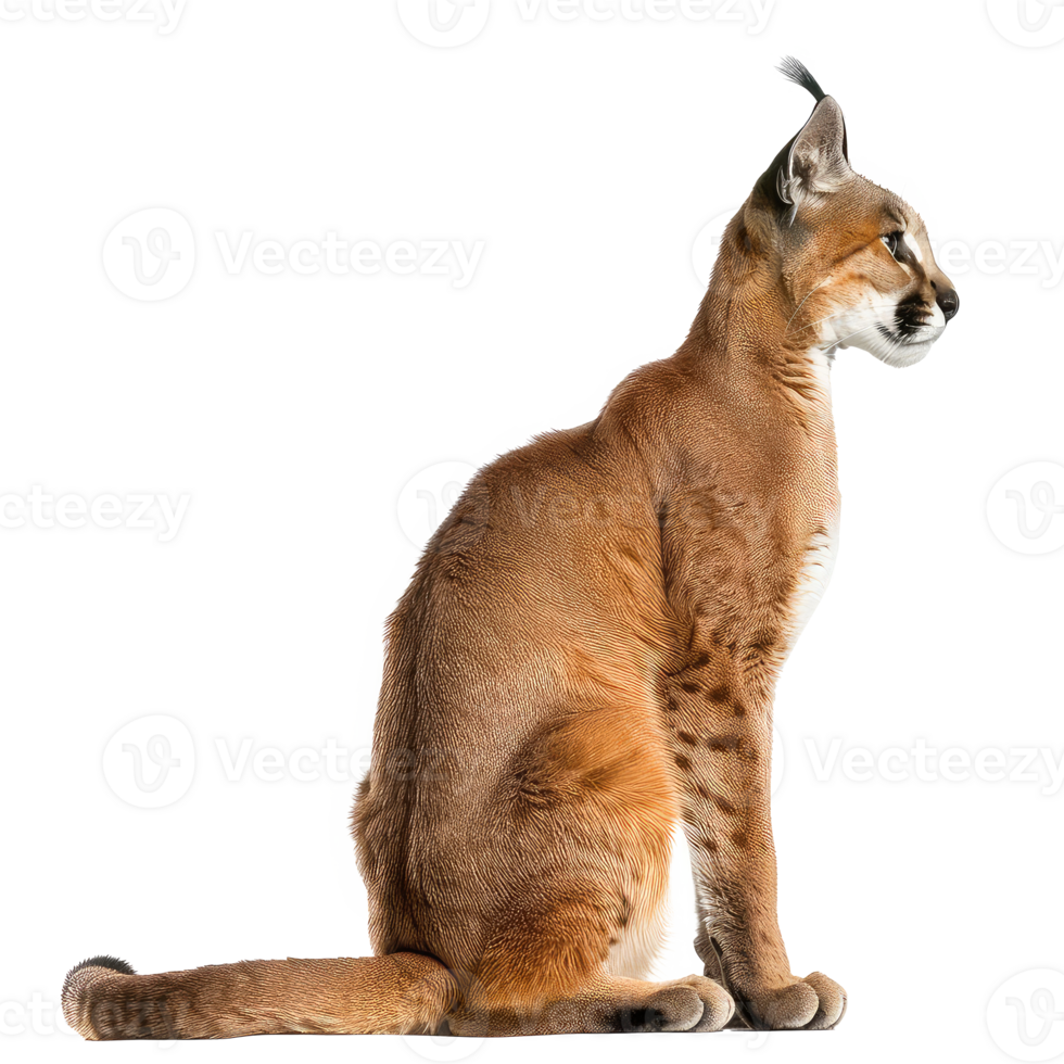 Caracal side view full body isolate on transparency background png