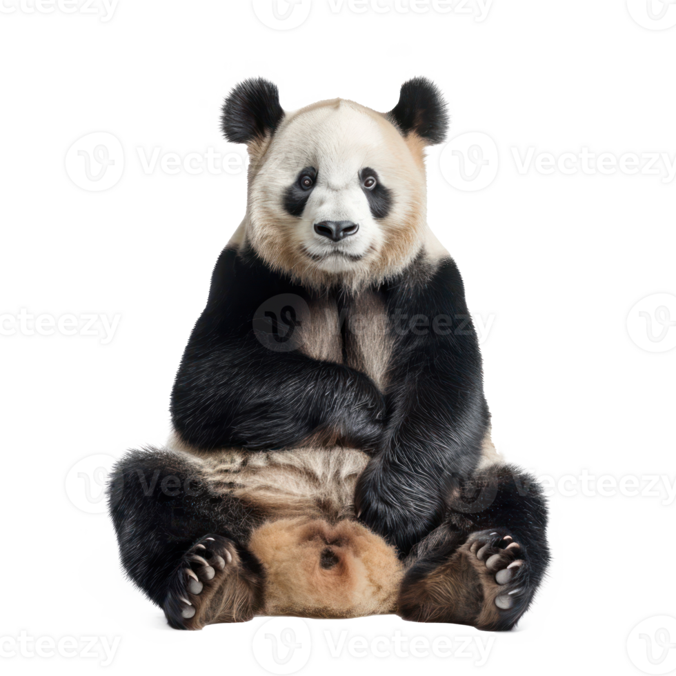 Giant Panda front view full body isolate on transparency background png
