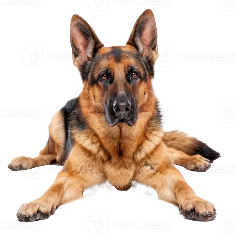 German Shepherds full body isolate on transparency background png