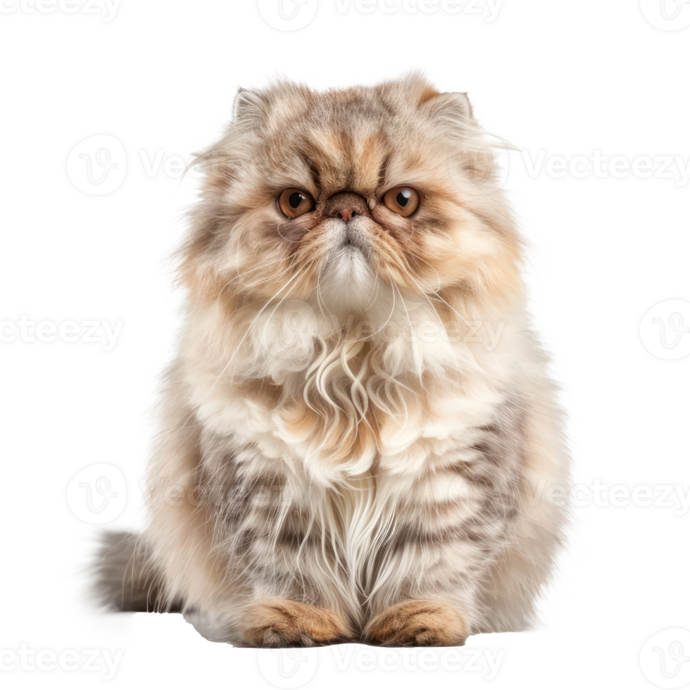 Persians pet front view full body isolate on transparency background png