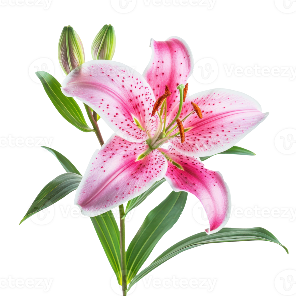 Lily flower isolate on transparency background png