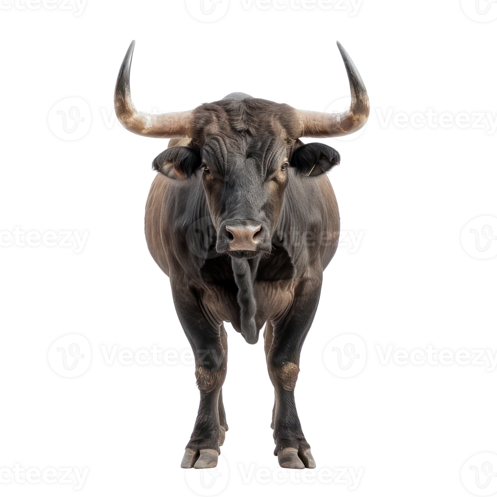 Bull front view full body isolate on transparency background png
