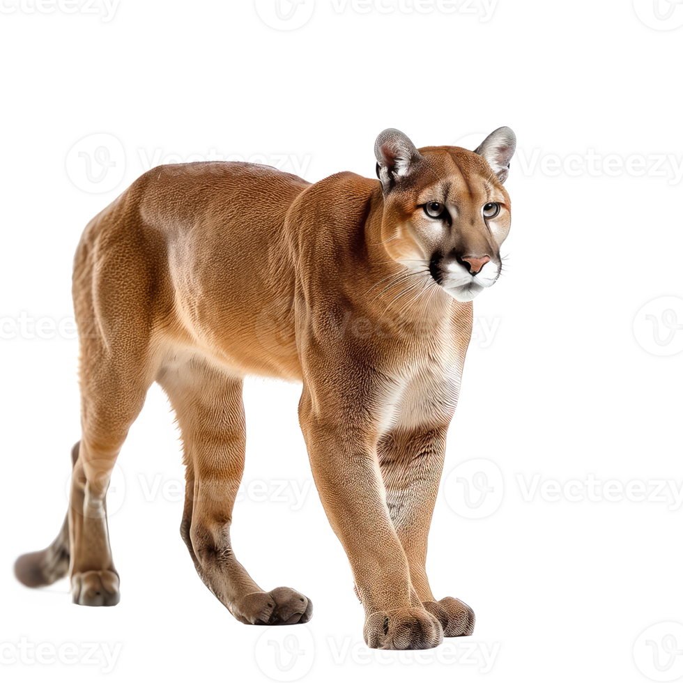 Puma full body isolate on transparency background png