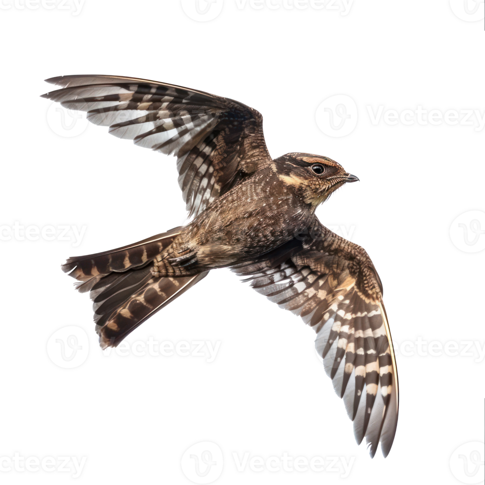 Nightjar bird fly full body isolate on transparency background png