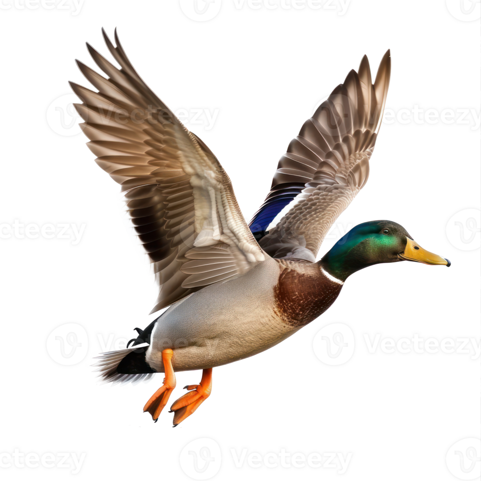 Mallard bird fly full body isolate on transparency background png