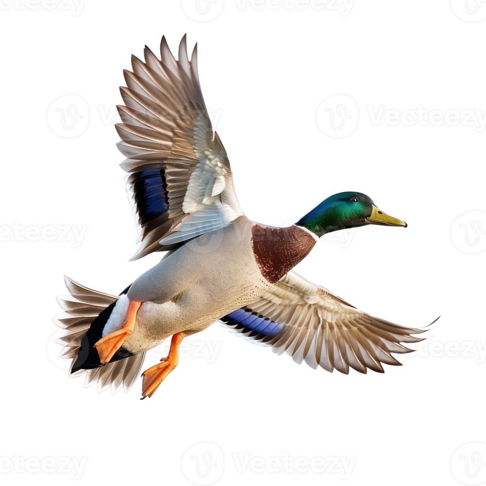 Mallard bird fly full body isolate on transparency background png