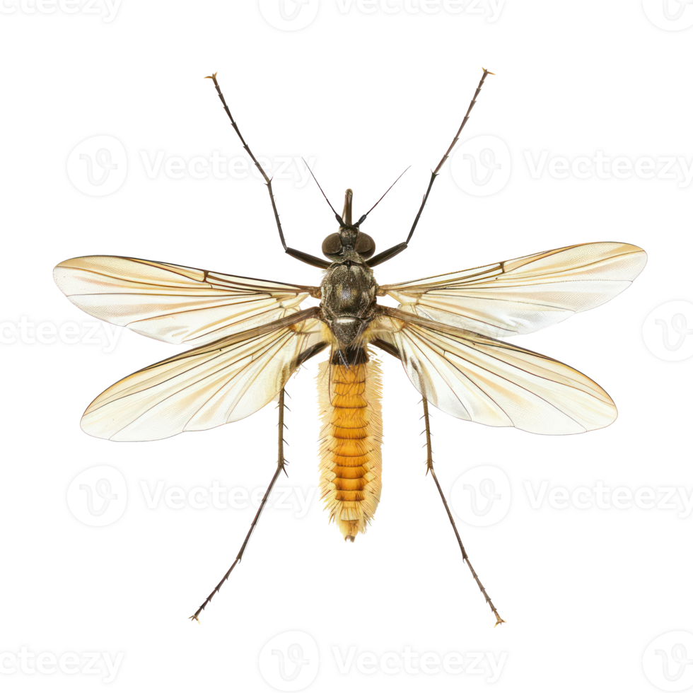 Bristletails fly full body isolate on transparency background png