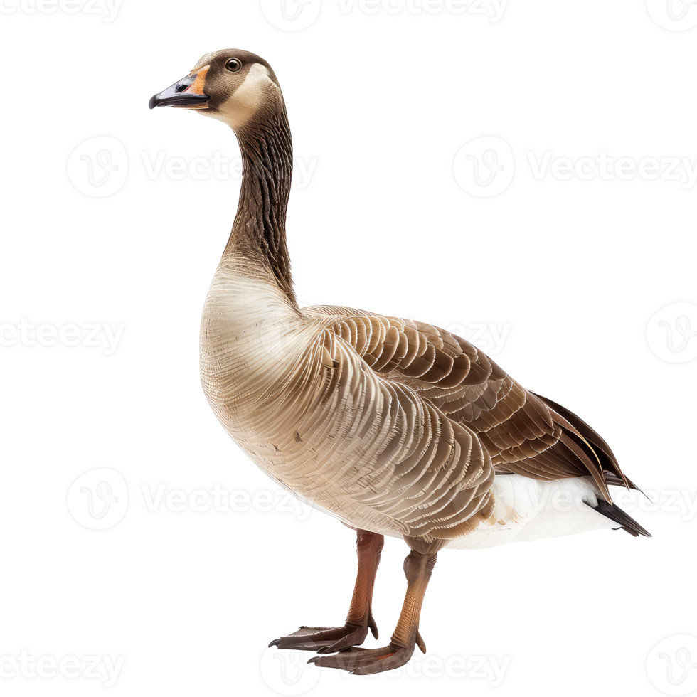 Goose full body isolate on transparency background png