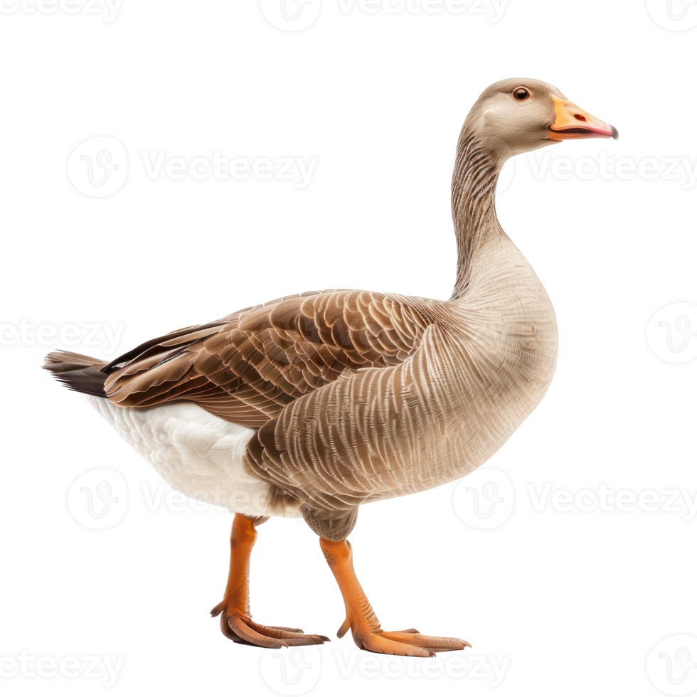 Goose front view full body isolate on transparency background png