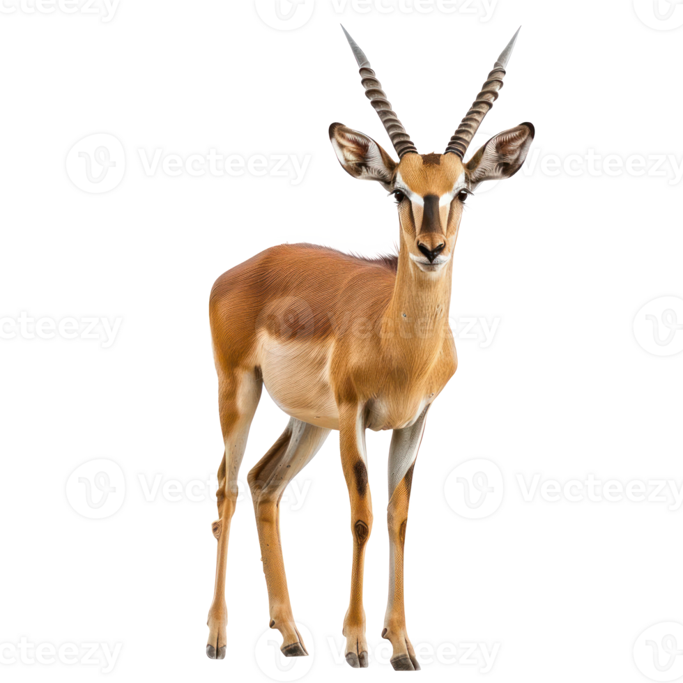 Antelope front view full body isolate on transparency background png