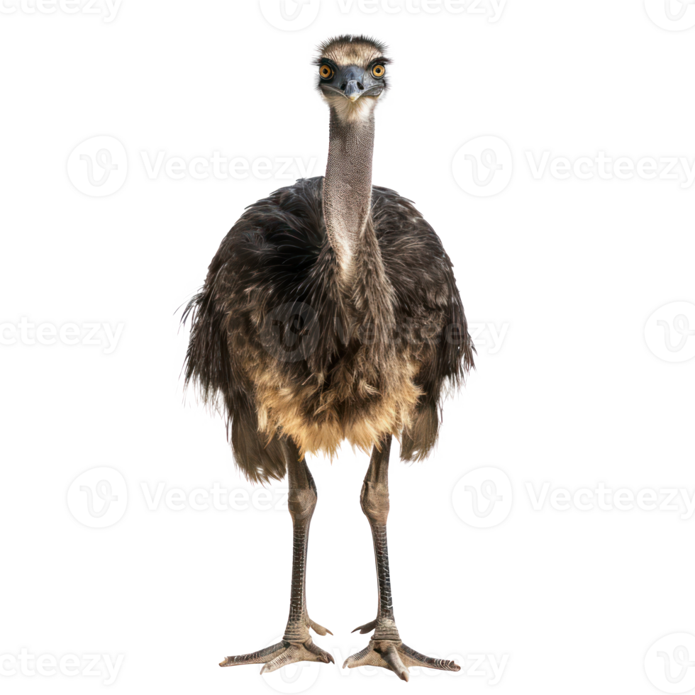 Moa bird front view full body isolate on transparency background png