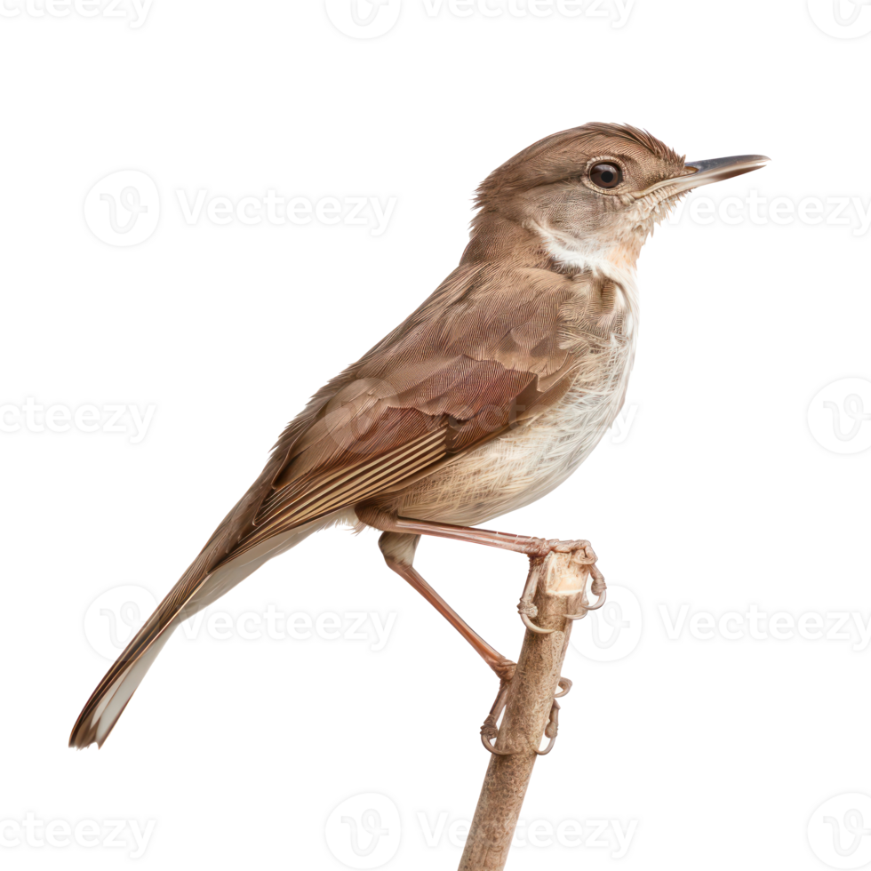 Nightingale bird side view full body isolate on transparency background png